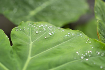 The droplet of water raindrops on fresh green giant leaflet of elephant ear plant's leaf