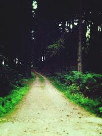 Trees along footpath