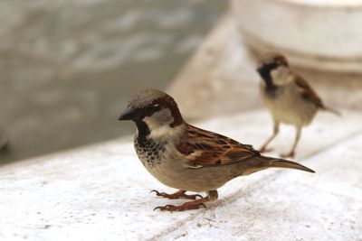 Close-up of bird perching outdoors