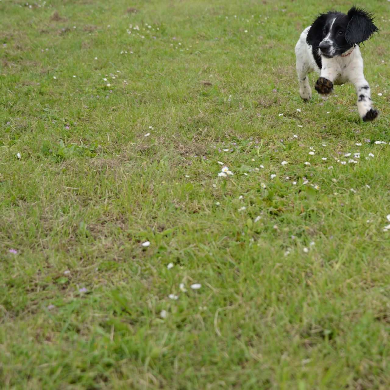 SMALL DOG RUNNING ON FIELD