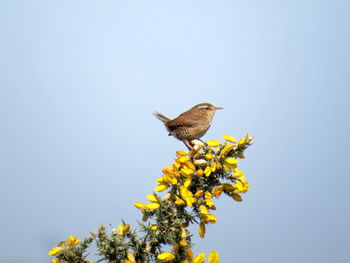 Low angle view of bird perching on plant