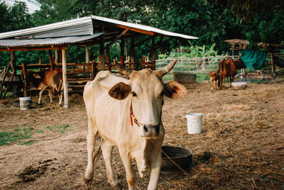 Close-up of cow on field