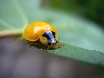 Close-up of a bug on leaf