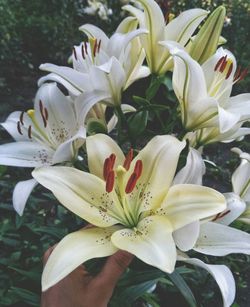 Close-up of white flowering plants