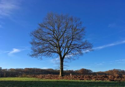 Bare tree on field against blue sky