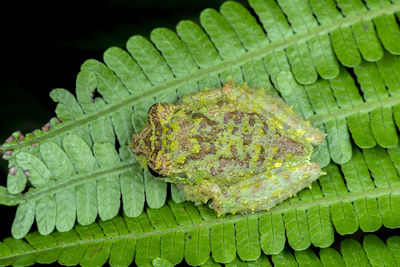 High angle view of green leaves on plant against black background