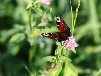 Close-up of butterfly pollinating on flower