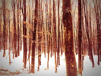 Trees in forest