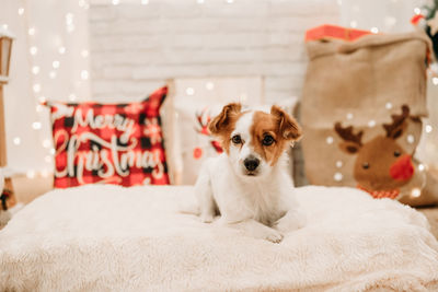 Lovely jack russell dog indoor in front of christmas decoration at home