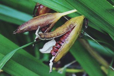 High angle view of fresh leaves on plant