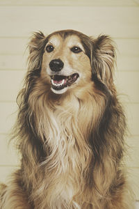 Close-up portrait of dog looking at camera