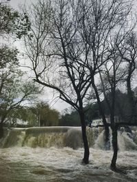 Bare trees against sky
