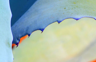 Close-up of a bird