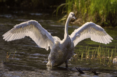 Swans can be seen in nature.