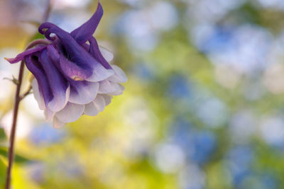 Close-up of purple flowering plant