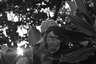 Low angle view of flowering plant leaves