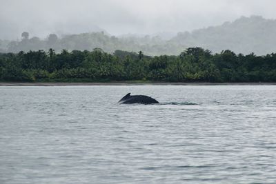 View of duck swimming in sea