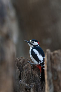 Close-up of bird perching on rock