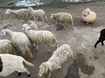 Sheep grazing on field