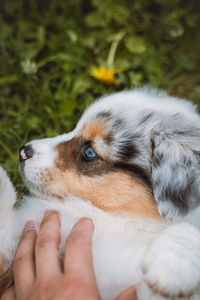 Scratching a young australian shepherd puppy lying in the grass