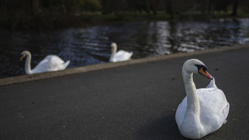 Swan swimming on lake