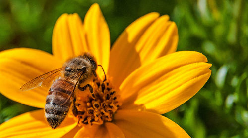 Close-up of butterfly pollinating on yellow flower