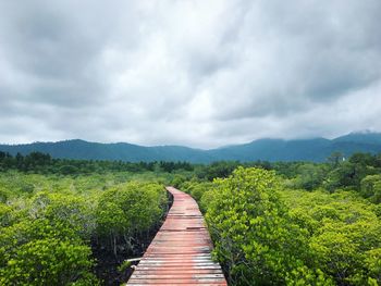 Dirt road along plants and trees against sky