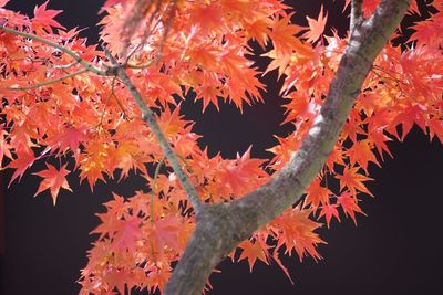 Close-up of maple leaves on tree during autumn