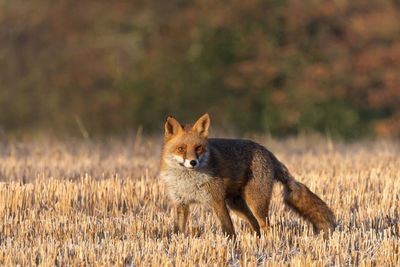 Fox standing on field