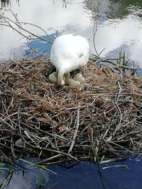 High angle view of swan in lake