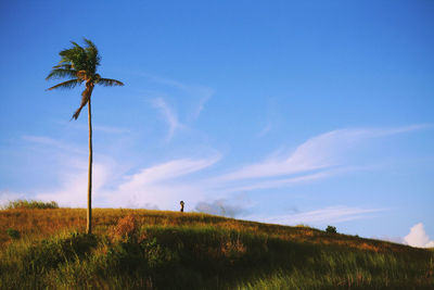Low angle view of trees on field against blue sky