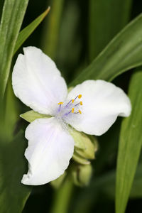 Close-up of white flowers blooming outdoors