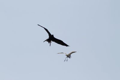 Low angle view of a bird flying