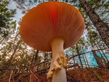 Close-up of mushroom growing in forest