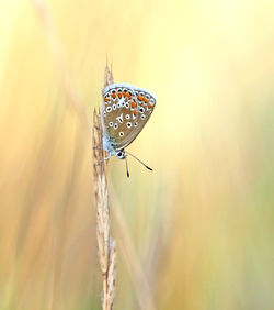 Close-up of butterfly on flower