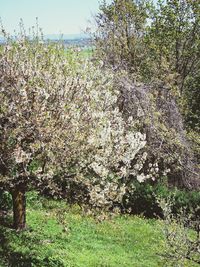 View of blooming tree in field