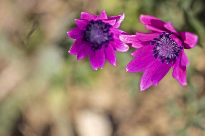 Close-up of pink flowering plant