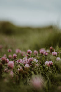 Close-up of purple flowering plants on field