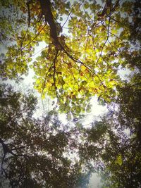 Low angle view of tree against sky