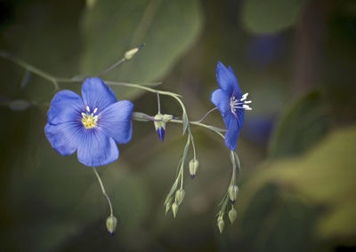 Close-up of purple flowers blooming outdoors