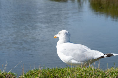 Seagull on a lake