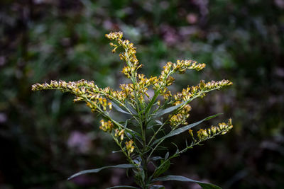 Close-up of flowering plant