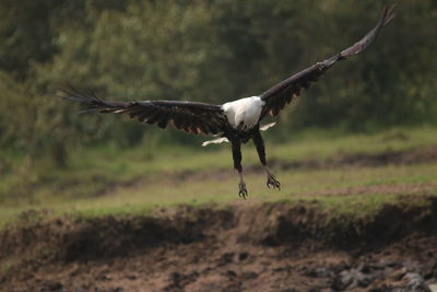 Close-up of eagle flying