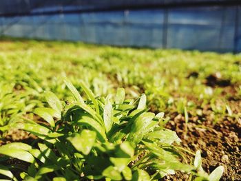 Close-up of plant growing in field