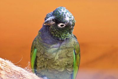 Close-up of parrot perching on a bird