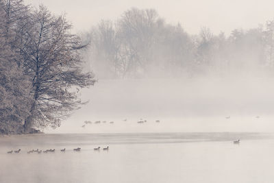 Scenic view of lake by trees