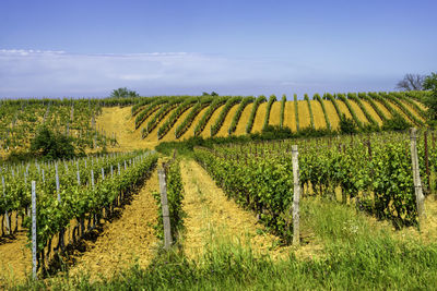 Scenic view of vineyard against sky