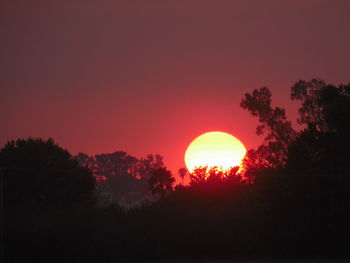 Silhouette of trees at sunset