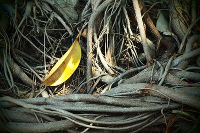 Close-up high angle view of leaves