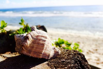 Shell on rock at beach